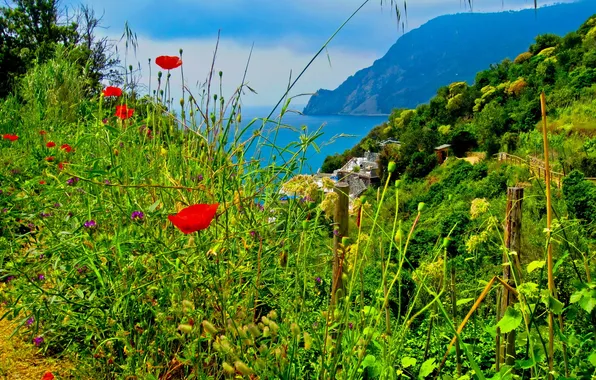 Picture grass, landscape, flowers, nature, Italy, Cinque Terre