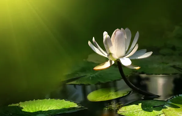 WATER, LEAVES, WHITE, POND, LILY