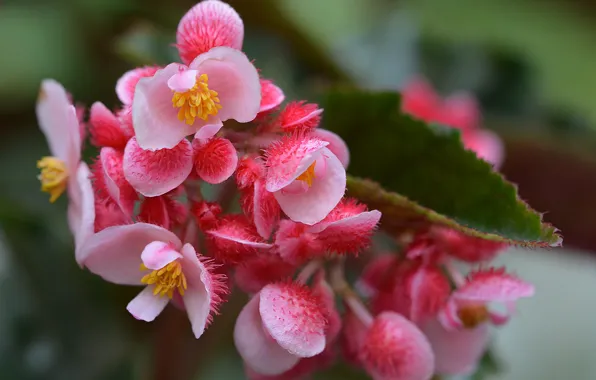 Picture pink, pink, Begonia, begonia