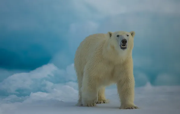 Snow, polar bear, polar bear