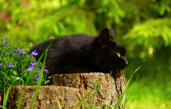 Picture cat, flowers, stump, black cat