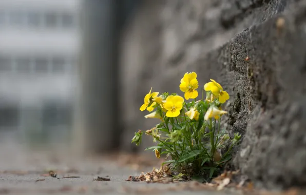 Flowers, the city, street