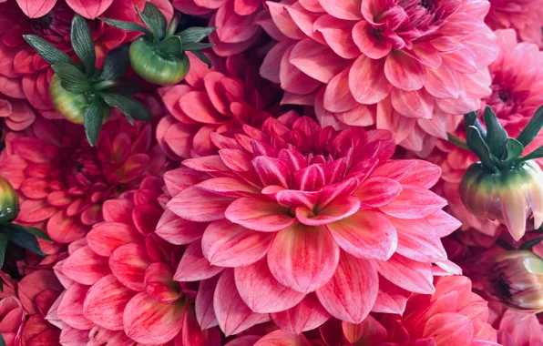Macro, flowers, pink, buds, a lot, dahlias