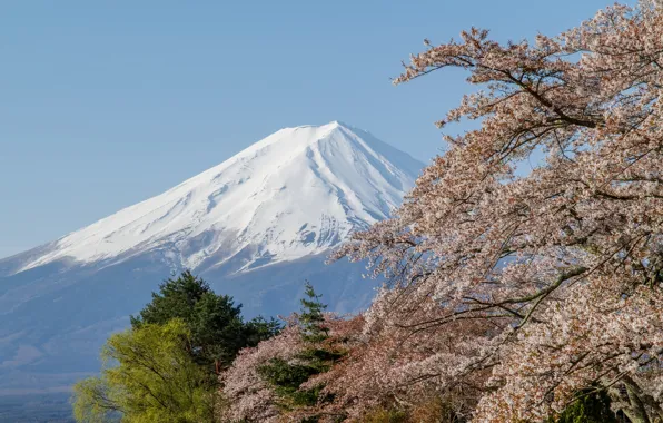 Picture the volcano, Sakura, Mount Fuji