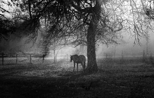 Rain, tree, horse