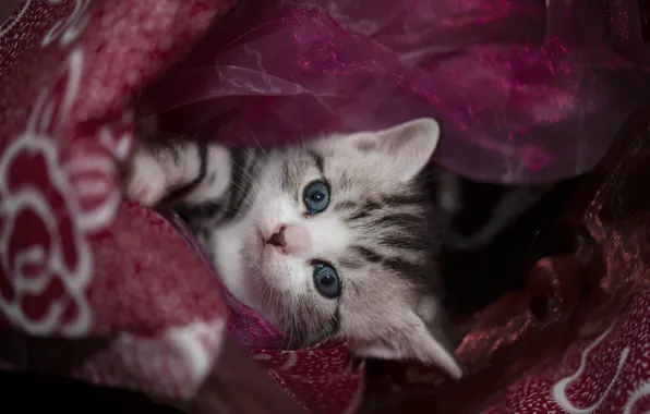Cat, look, pose, kitty, legs, baby, fabric, face