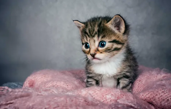 Cat, look, kitty, grey, baby, grey background, face, striped