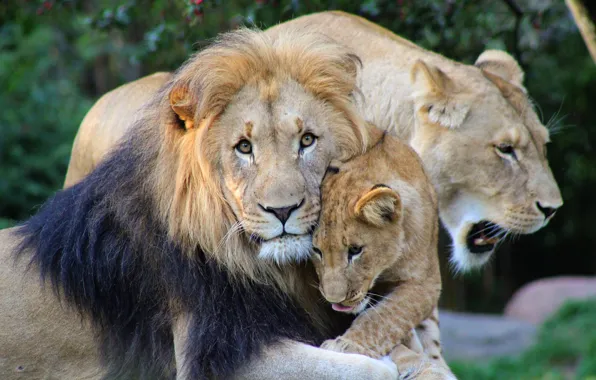 Language, look, face, portrait, family, lions, lioness, trio
