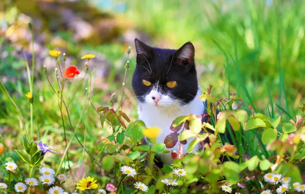 Picture cat, summer, grass, cat, look, face, flowers, pose