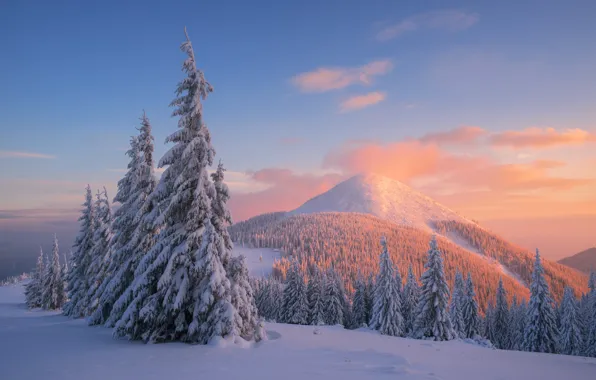 Nature, Winter, Trees, Snow