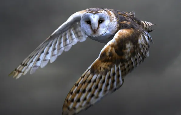 Picture look, flight, owl, wings, feathers, Bird, stroke, the barn owl