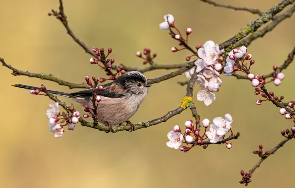 Flowers, branches, cherry, background, bird, spring, Sakura, bird