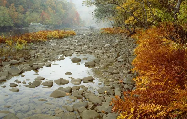 Picture autumn, forest, trees, river, stones
