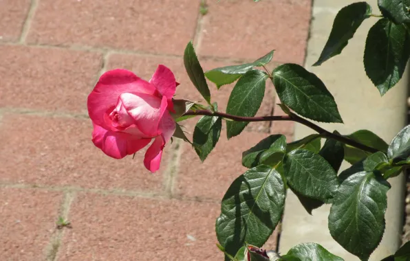 Rose, Bud, Tile, Rosette, Meduzanol ©, Summer 2018, Raspberry