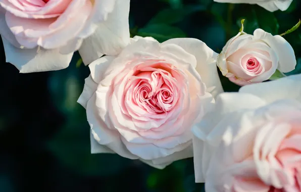 Bush, roses, pink, blossom, petals, roses