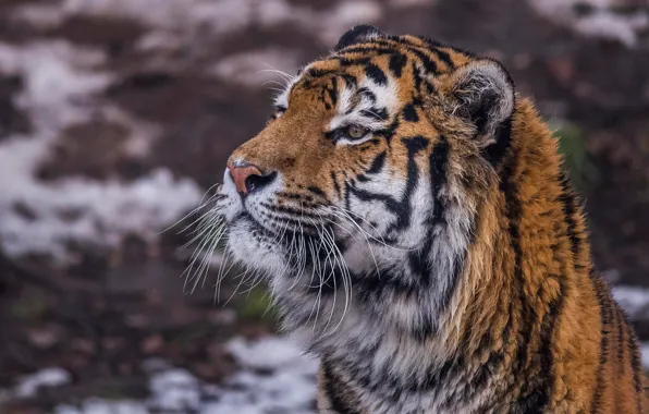 Picture mustache, face, tiger, portrait, wild cat