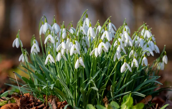 Flowers, nature, spring, snowdrops, white, Bush