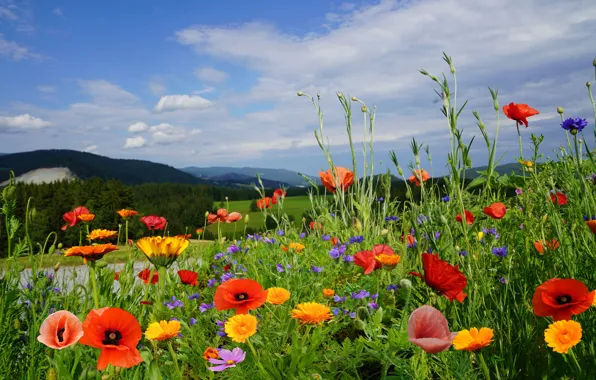 Picture flowers, nature, Maki