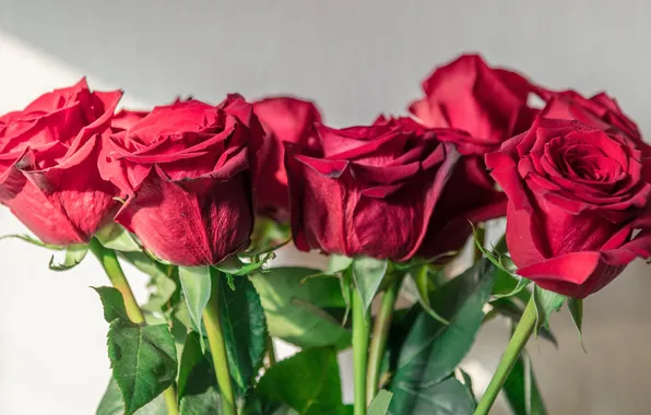 Leaves, light, flowers, wall, stems, roses, bouquet, red