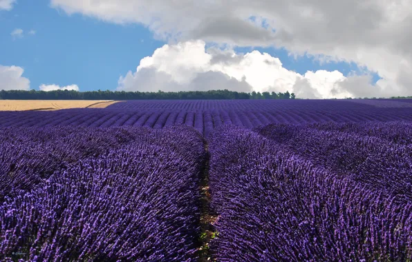 Picture field, clouds, France, France, lavender, Valensole, Valensole
