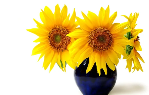 Sunflowers, flowers, bouquet, white background, vase, trio
