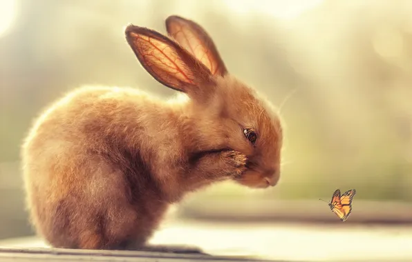 Nature, butterfly, rabbit