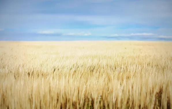 Field, the sky, clouds, spikelets