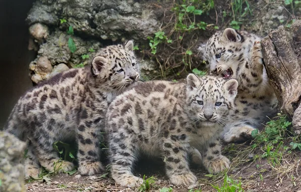 Kittens, IRBIS, snow leopard