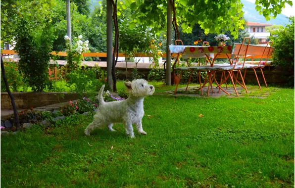 Dog, Dog, Yard, The West highland white Terrier
