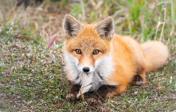 Grass, look, face, pose, pen, portrait, Fox, lies