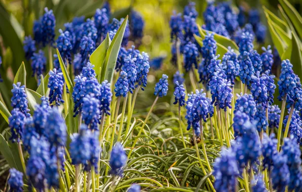 Flowers, spring, flowerbed, path, lilac, bokeh, Muscari, hyacinth mouse