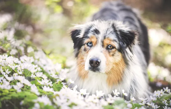 Flowers, dog, meadow, Wallpaper from lolita777, Aussie