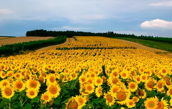 Picture field, sunflowers, yellow, bokeh