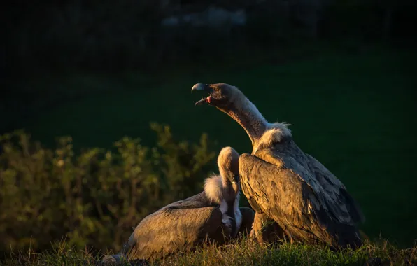 Language, light, birds, nature, the dark background, pair, two, Grif
