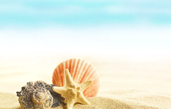 Picture summer, beach, sand, shells, seashells
