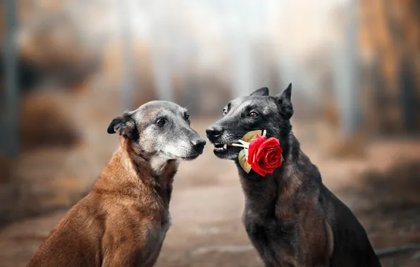 Dogs, flower, look, love, nature, pose, Park, gift
