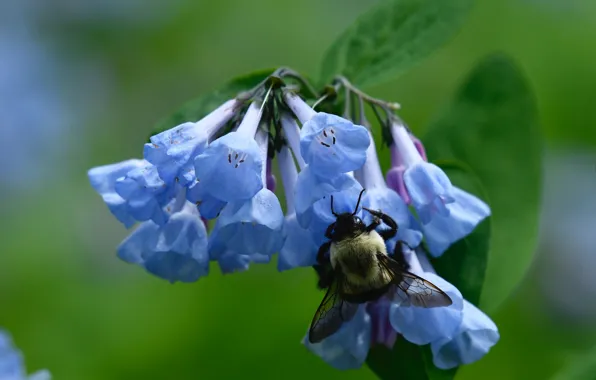 Macro, flowers, bee, OSA, blue, insect, mertensia
