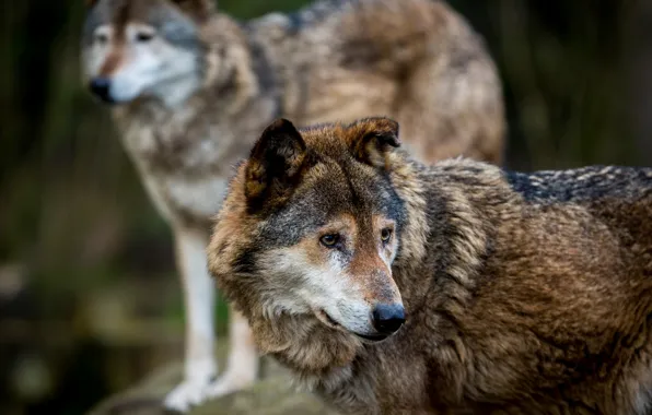Predators, wolves, wildlife