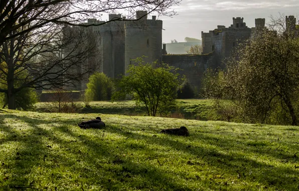 Picture grass, trees, castle, field, England, Bodiam Castle