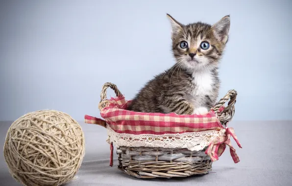 Picture tangle, kitty, basket, baby