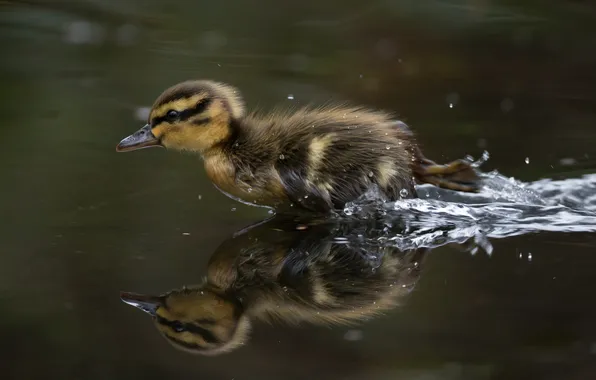 Picture water, squirt, speed, little duck