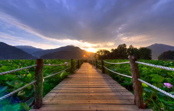 Landscape, sunset, bridge, Lily