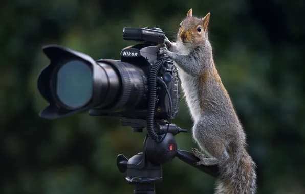 Picture pose, the dark background, grey, protein, the camera, photographer, lens, stand