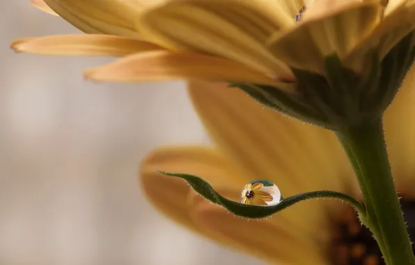 Picture flower, sheet, drop