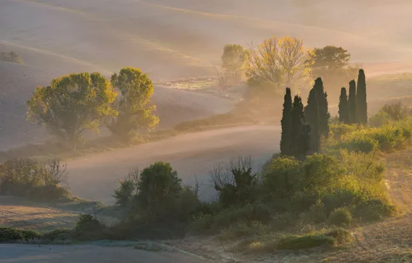 Field, trees, fog, dawn, hills, morning, meadow, Italy