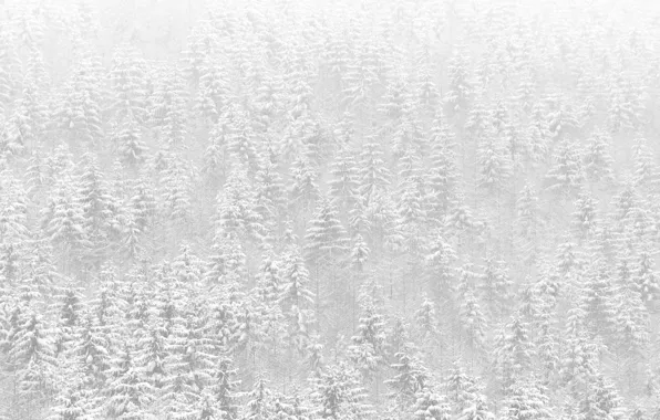 Snow, trees, nature