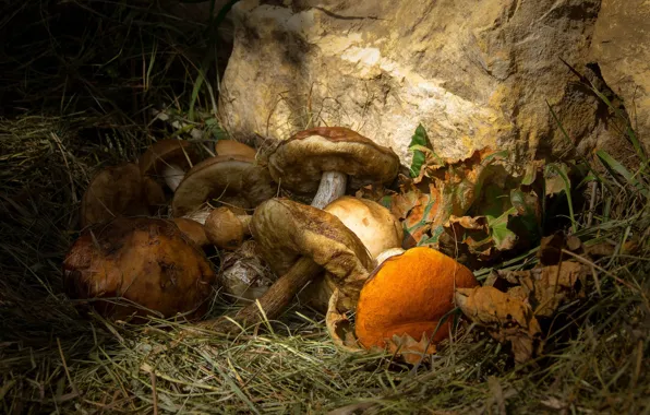 Autumn, grass, leaves, stone, mushrooms, hats, different, obabkov