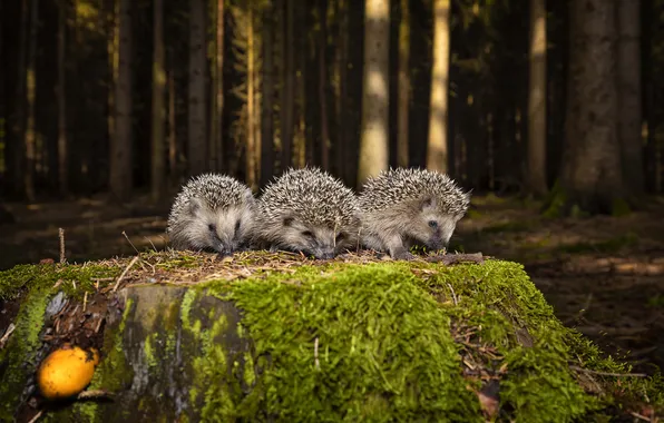 Forest, light, trees, nature, glade, moss, stump, hedgehog