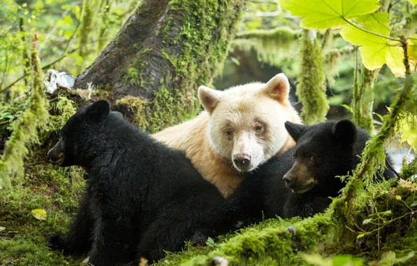 Picture animal, black bear, kermode bear, Spirit bear
