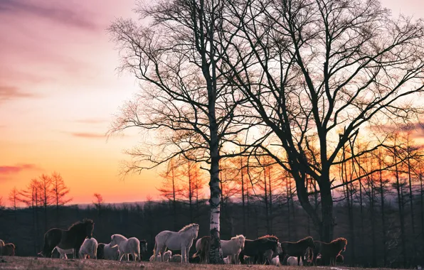 Field, forest, the sky, trees, branches, dawn, horses, morning